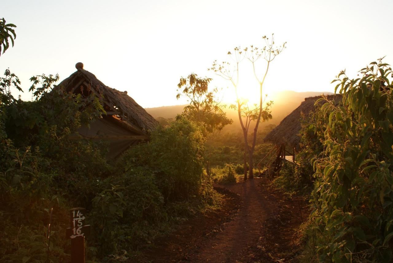 Crater Forest Tented Lodge カラトゥ エクステリア 写真